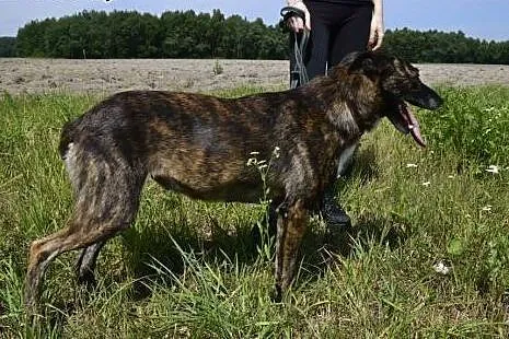 BARDZO PILNA ADOPCJA ARIZONKI !,  dolnośląskie Wrocław