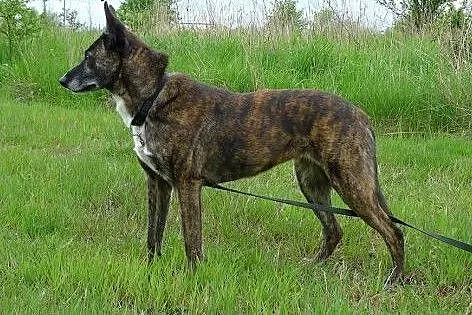 BARDZO PILNA ADOPCJA ARIZONKI !,  dolnośląskie Wro