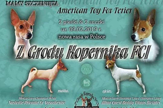 Toy Fox Terrier, Brodnica