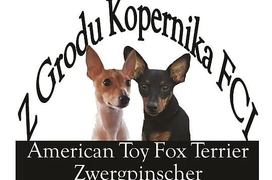Toy Fox Terrier, Brodnica