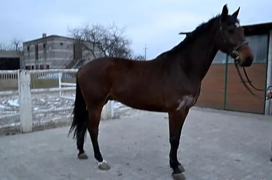 Gniady wałach Kaszmir SP 5 lat