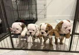 BULDOG ANGIELSKI, szczeniak na sprzedaż, kontakt przez Whatsapp +48736614543