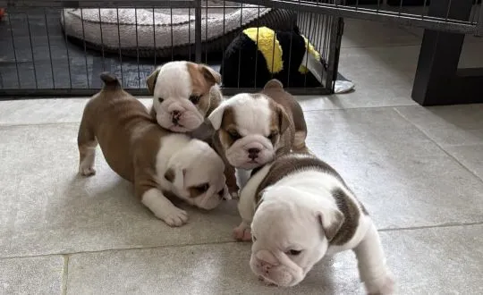 BULDOG ANGIELSKI, szczeniak na sprzedaż, kontakt przez Whatsapp +48736614543, , Gintro