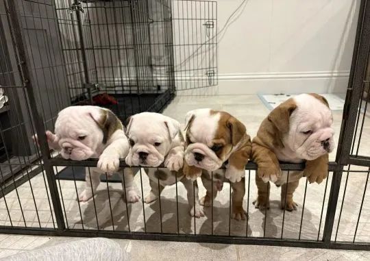 BULDOG ANGIELSKI, szczeniak na sprzedaż, kontakt przez Whatsapp +48736614543