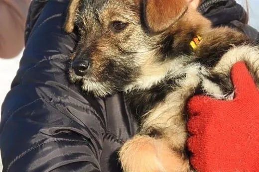Mała Elcia szuka domu na zawsze ;),  mazowieckie Warszawa