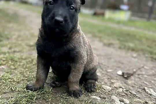 Owczarek belgijski Malinois