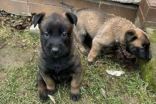 Owczarek belgijski Malinois, Świętokrzyskie, Osiek