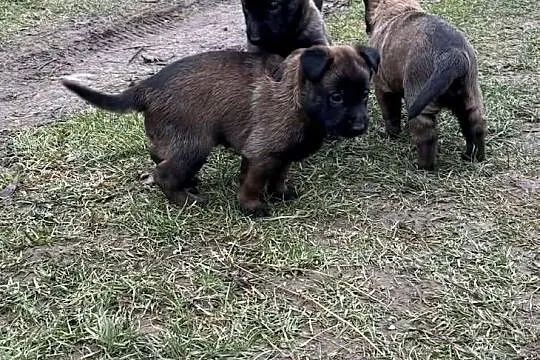 Owczarek belgijski Malinois, Świętokrzyskie, Osiek
