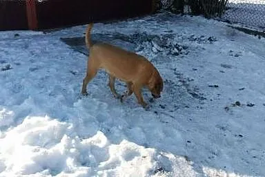 Cudna LUNKA prosi o domek, uratuj, pokochaj,  Kund