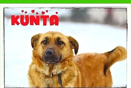 KUNTA-psi anioł, cudowna,łagodna,wesoła,przyjacielska suczka.ADOPCJA