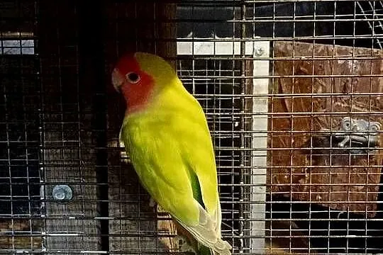 Papugi konury nimfy i inne, Pomorskie, Brusy