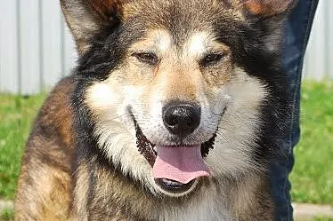 Tobik mix mix husky i owczarka do adopcji