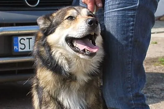 Tobik mix mix husky i owczarka do adopcji