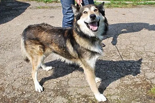 Tobik mix mix husky i owczarka do adopcji