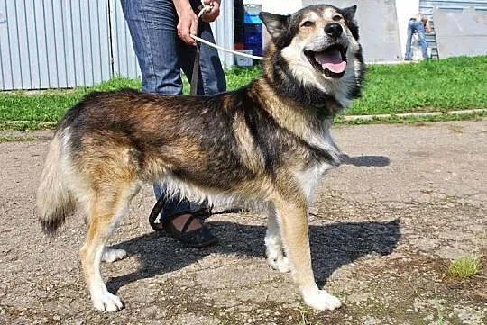 Tobik mix mix husky i owczarka do adopcji