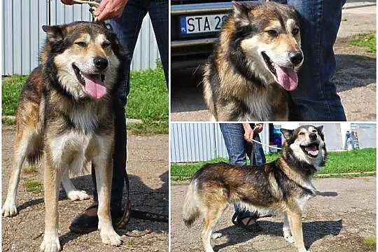Tobik mix mix husky i owczarka do adopcji