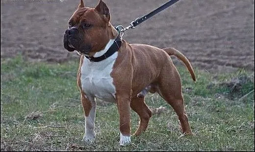 Szczeniaki amstaff Depeche Canis FCI - piękne rodo