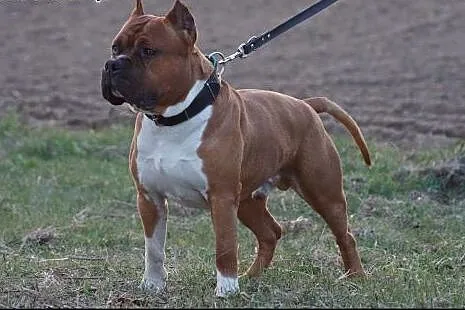 Szczeniaki amstaff Depeche Canis FCI - piękne rodo