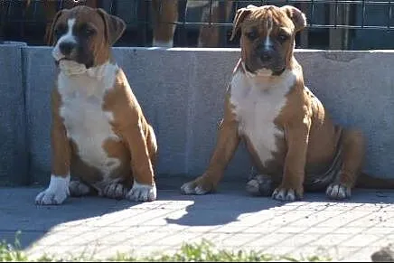 Szczeniaki amstaff Depeche Canis FCI - piękne rodo