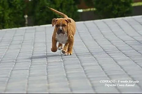 Szczeniaki amstaff Depeche Canis FCI - piękne rodo