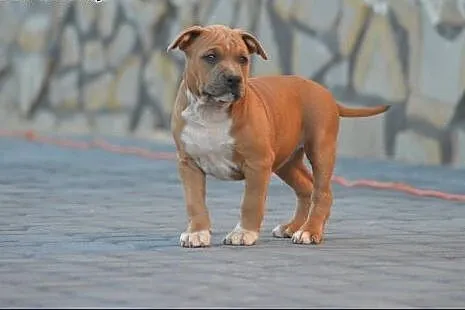 Szczeniaki amstaff Depeche Canis FCI - piękne rodo