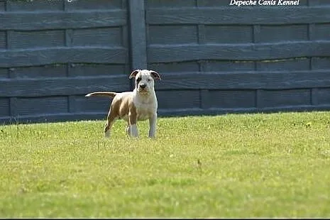 Szczeniaki amstaff Depeche Canis FCI - piękne rodo