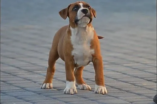 Szczeniaki amstaff Depeche Canis FCI - piękne rodo