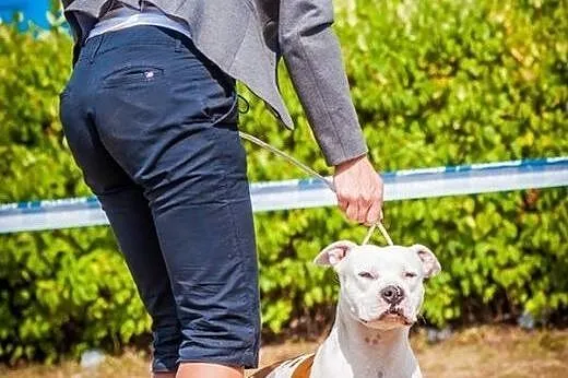Szczeniaki amstaff Depeche Canis FCI - piękne rodo