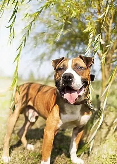 Amstaff Milo czeka na dobry dom