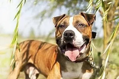 Amstaff Milo czeka na dobry dom