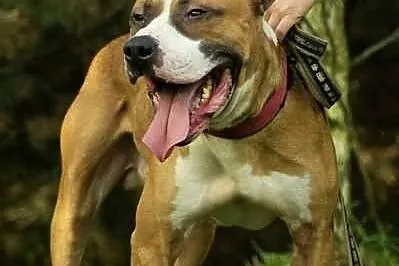 Amstaff Milo czeka na dobry dom