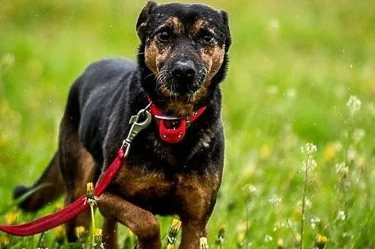 KRUKI - jedyny w swym rodzaju, z nim poczujesz się jak w raju :), Mazowieckie, Warszawa