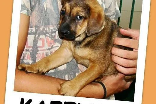8 tygodniowy, bury szczeniaczek KAFELEK, docelowo średni .Adopcja.,  dolnośląskie Wrocław