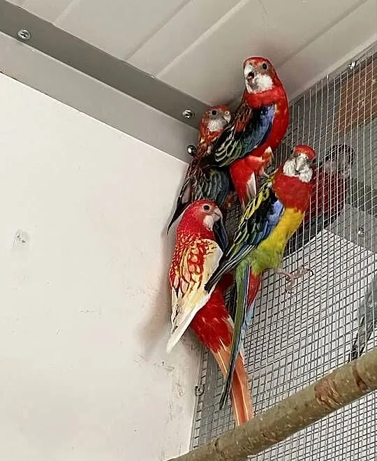 nadwyżki chodowlane papug i drobnej egzotyki, Łódzkie, Rawa Mazowiecka