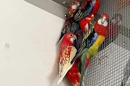 nadwyżki chodowlane papug i drobnej egzotyki, Łódzkie, Rawa Mazowiecka