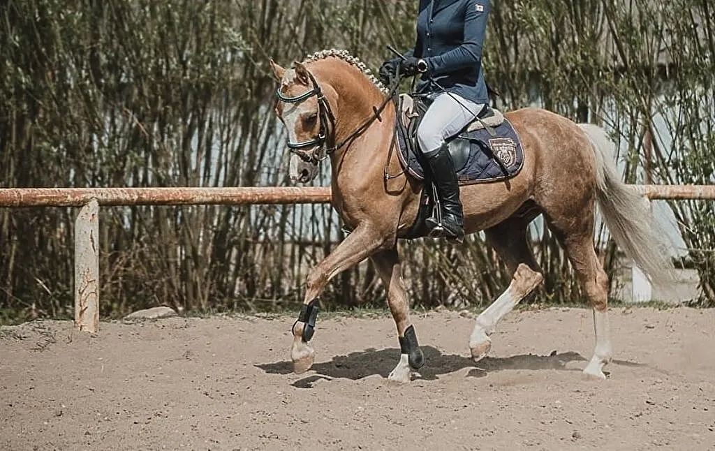 Zefir - kuc walijski- 137 cm, , Opalenica