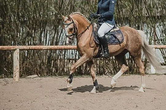 Zefir - kuc walijski- 137 cm, , Opalenica