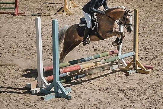 Zefir - kuc walijski- 137 cm, , Opalenica