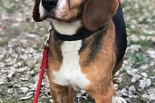 ODI - kochany, niewidomy beagle szuka nowego domu, Warszawa