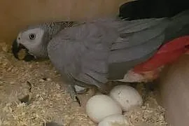 Papugi Ara Złote I Kongo Szare Papugi Na Sprzedaż, Lubliniec