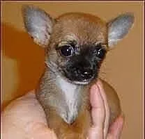 Wzorcowa suczka miniaturowa rasy Chihuahua
