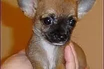 Wzorcowa suczka miniaturowa rasy Chihuahua