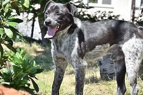 Gonzo, ok 10 miesięczny fantastyczny piesek błaga o dom. ,  mazowieckie Warszawa