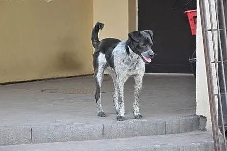 Gonzo, ok 10 miesięczny fantastyczny piesek błaga 