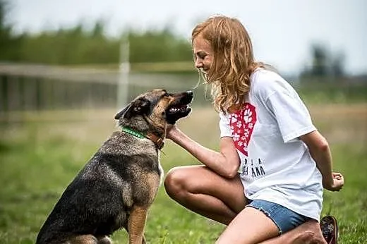 Kimba - champion psich sportów szuka domu,  mazowi
