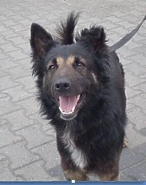 Nero to młody i fajny psiak do adopcji ., łódzkie