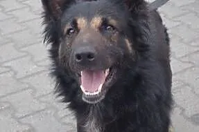 Nero to młody i fajny psiak do adopcji ., łódzkie Skierniewice