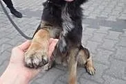 Nero to młody i fajny psiak do adopcji .,  łódzkie