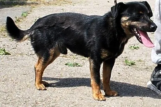 Zaginął pies mały, okolice Wieliczki,  małopolskie