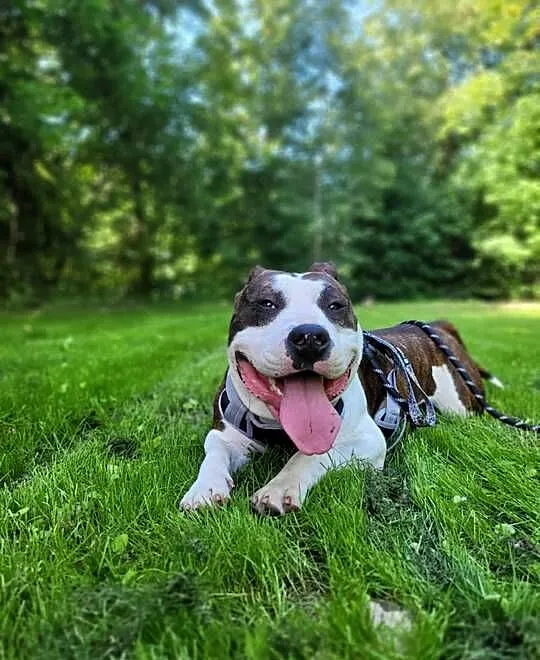 Sprzedam Amstaffa (american staffordshire terrier), Małopolskie, Jurków